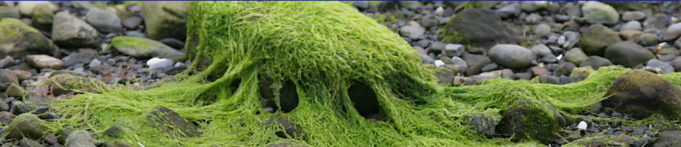 Biofilmreaktor