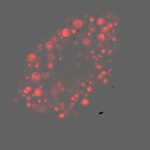 tl_files/biofilmreaktor1/img/content/galerie/schwimmteich/MERGE6.jpg